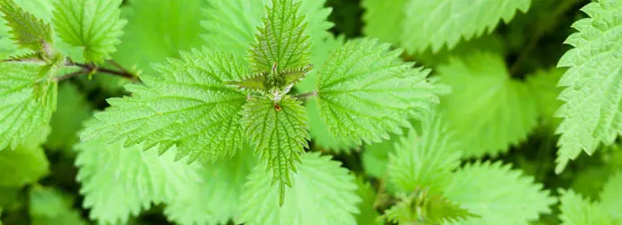 A growth of common nettle also known as urtica