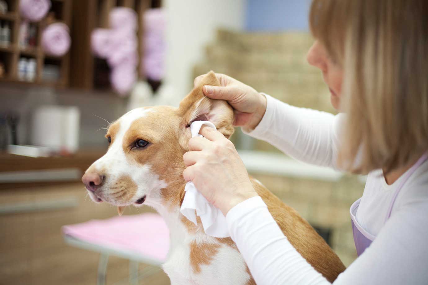 Clean smelly dog sales ears