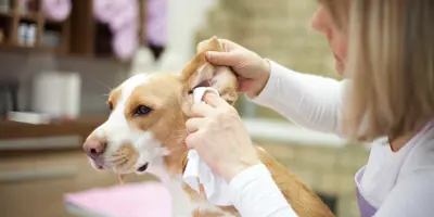 Groomer cleaning dogs ears with a tissue