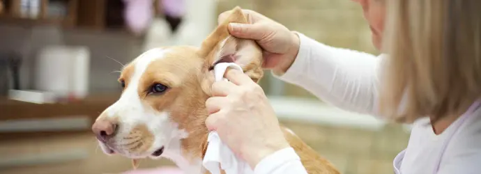 Groomer cleaning dogs ears with a tissue